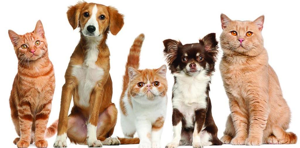 Доска объявлений о животных | ЗооТом - продажа, вязка и услуги для животных в Заречном