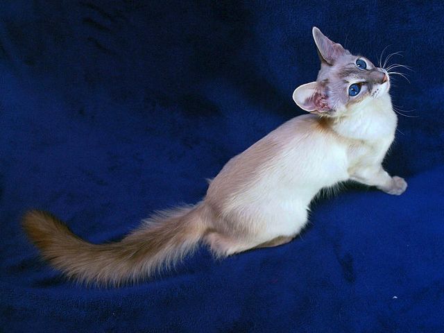 Выведенные породы кошек в Заречном | ЗооТом портал о животных