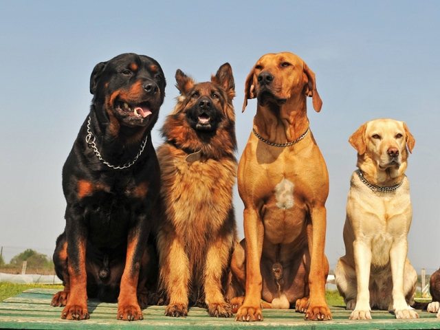 Крупные породы собак в Заречном | ЗооТом портал о животных