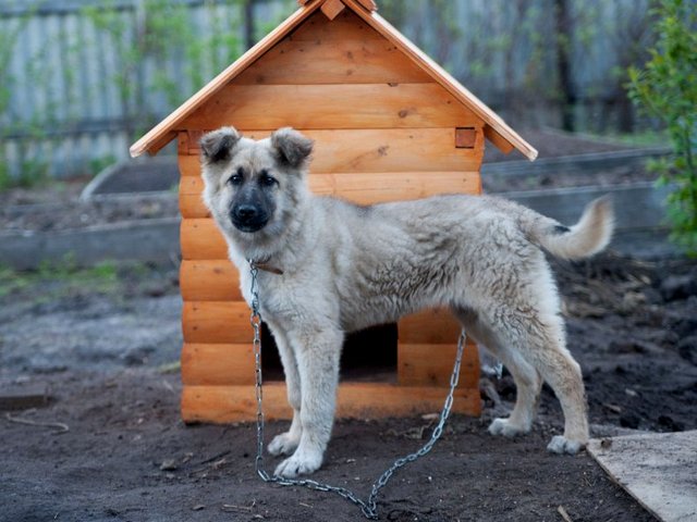 Все о собаках в Заречном Все о собаках в Заречном